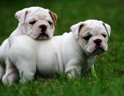 Pomeranian Puppies: English Bulldog