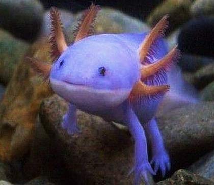 Axolotl-blue.jpg
