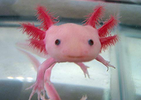 Axolotl Growth Chart