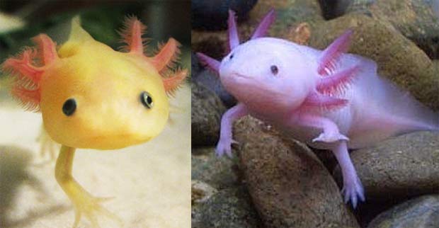 is a mudpuppy the same as an axolotl