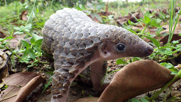 Baby Pangolins Are Adorable Ant Eaters - Baby Animal Zoo