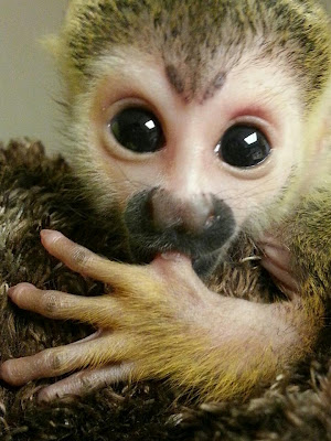 Baby Squirrel Monkey’s Are Two Kinds Of Cute | Baby Animal Zoo