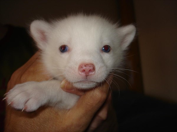 Arctic Foxes Will Warm Your Heart | Baby Animal Zoo