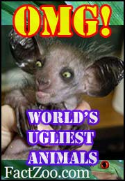 ugly animal facts