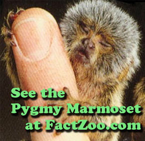 worlds smallest monkeys