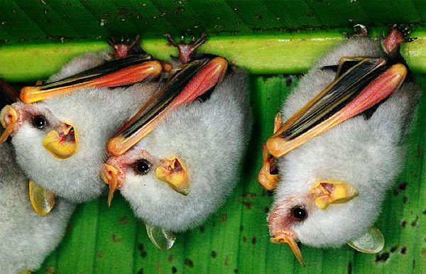Cotton Balls or Honduran White Bats? | Baby Animal Zoo