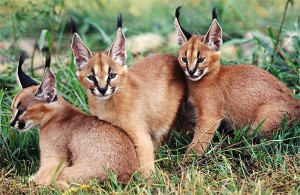 Caracal – Long Antenna Cat - Baby Animal Zoo