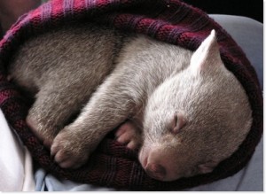 wombat-baby-pouch | Baby Animal Zoo