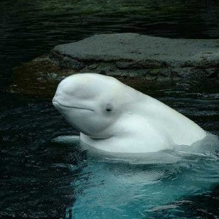 Baby Belugas - Baby Animal Zoo