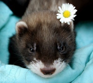 cute-baby-ferret-pic-flower | Baby Animal Zoo