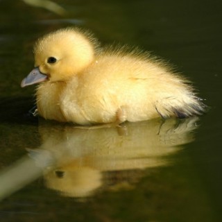 Ducklings Will Follow Anyone! | Baby Animal Zoo