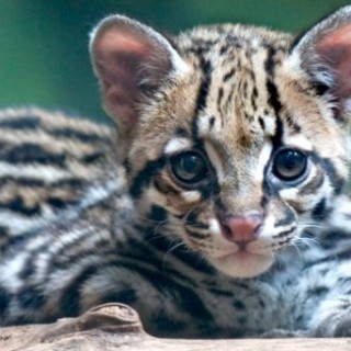 Ocelots: Cute Wild Cats - Baby Animal Zoo