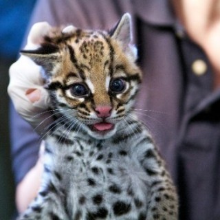 Ocelots: Cute Wild Cats - Baby Animal Zoo