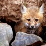 Fox Cubs, Kits and Pups - Baby Animal Zoo