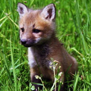 Fox Cubs, Kits and Pups - Baby Animal Zoo