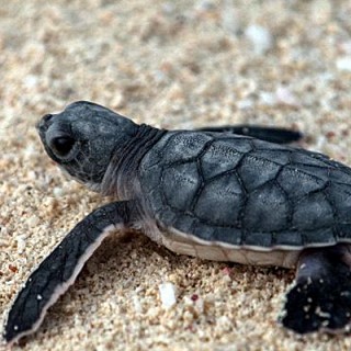 Baby Sea Turtles: The Journey of a Lifetime - Baby Animal Zoo