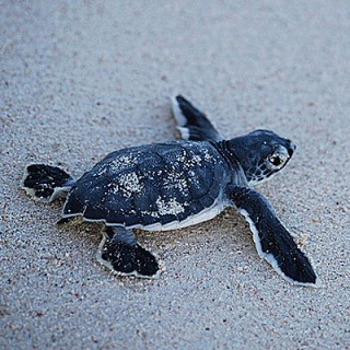 Baby Sea Turtles: The Journey of a Lifetime - Baby Animal Zoo