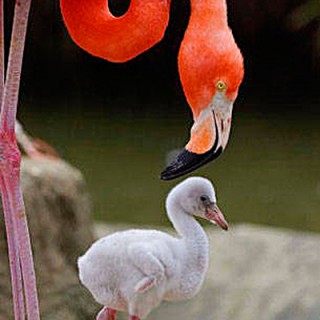 finicky flamingo