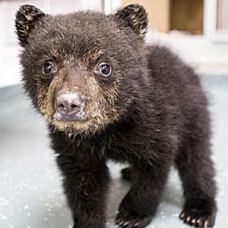 Aldo the Cuddliest Bear Cub: New Guest at Oregon Zoo - Baby Animal Zoo