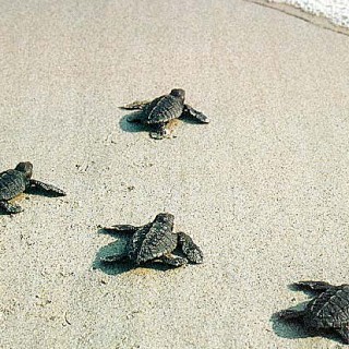 Baby Sea Turtles: The Journey of a Lifetime - Baby Animal Zoo