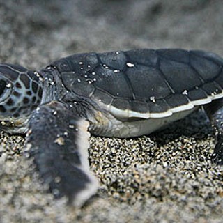 Baby Sea Turtles: The Journey Of A Lifetime - Baby Animal Zoo