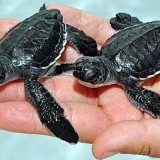 Baby Sea Turtles: The Journey of a Lifetime - Baby Animal Zoo