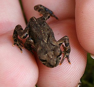 adorable-baby-toad | Baby Animal Zoo