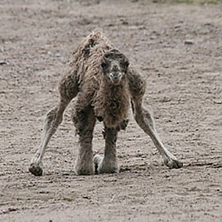 Cute Baby Camels: A Desert Delight! - Baby Animal Zoo