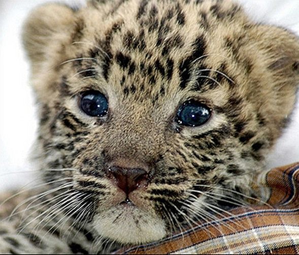 Cute baby leopard Baby Animal Zoo