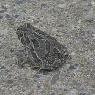 Totally Tubular Tiny Toads! | Baby Animal Zoo