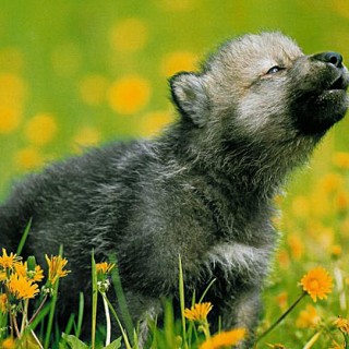 Awooo! You’ll Howl For These Wolf Pups - Baby Animal Zoo