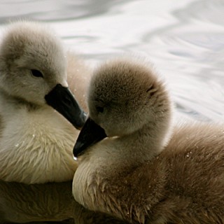 Baby Swans: Not The “Ugly Ducklings” You Might Expect - Baby Animal Zoo