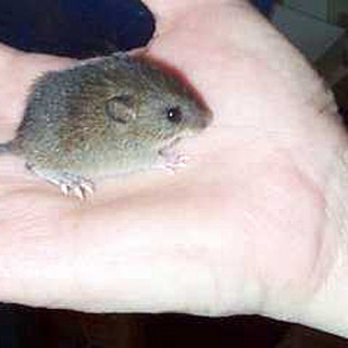 EEK! Don’t Freak – These Baby Mice Are Adorable! - Baby Animal Zoo