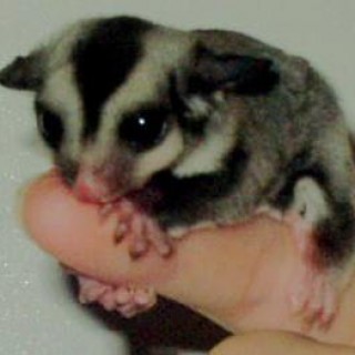 Baby Sugar Gliders - Baby Animal Zoo