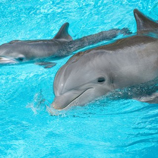 Baby Bottlenose Dolphins - Baby Animal Zoo