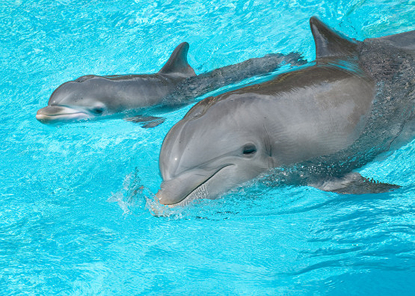 baby bottlenose dolphin images