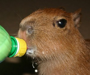 capybara-baby | Baby Animal Zoo