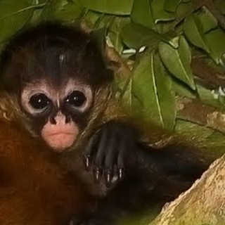 Look Who’s Hangin’ Around: Spider Monkey Babies! - Baby Animal Zoo