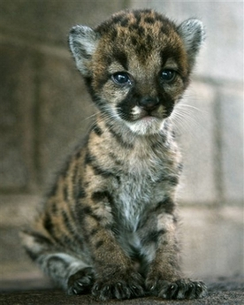 pictures of baby pumas
