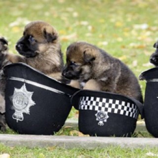 Dogs With Jobs: German Shepherd Puppies Protect & Serve - Baby Animal Zoo