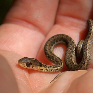 Sssssnakes! Cute Baby Snakes! - Baby Animal Zoo