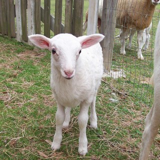 Baby Rams are Lambs Too! - Baby Animal Zoo