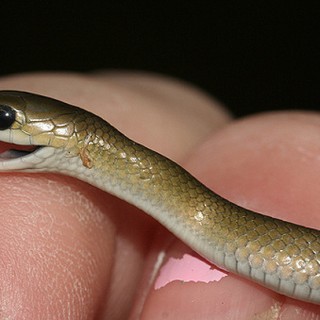 Sssssnakes! Cute Baby Snakes! - Baby Animal Zoo