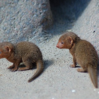 Spotlight on: Cute Baby Mongooses - Baby Animal Zoo