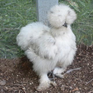 Baby Silkie Chicks Are Covered in Fur! | Baby Animal Zoo