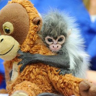 Look Who’s Hangin’ Around: Spider Monkey Babies! - Baby Animal Zoo