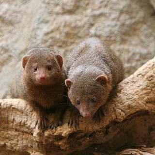 Spotlight On: Cute Baby Mongooses - Baby Animal Zoo