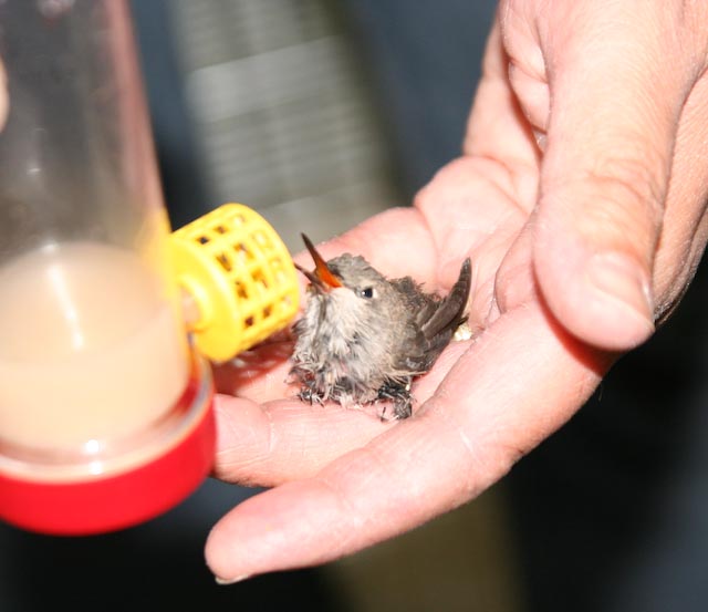 Baby Hummingbirds: Tiny and Cute | Baby Animal Zoo