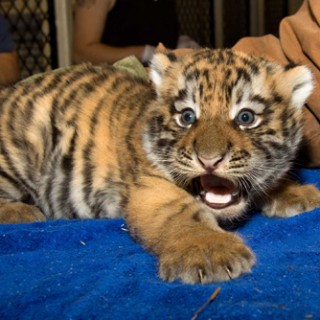 Baby Bengals Are GRRRREAT! - Baby Animal Zoo