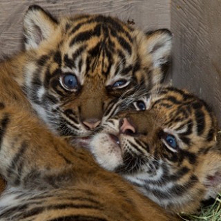 Baby Bengals Are GRRRREAT! - Baby Animal Zoo